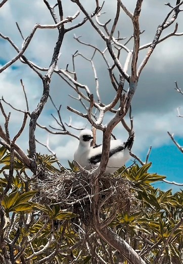 Baby Frigate Bird Overview on Kiritimati Island