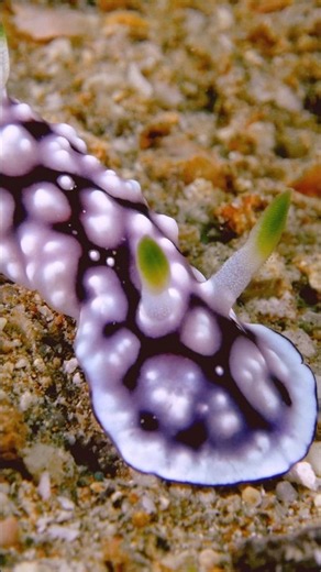 This Adorable Sea Slug Is a Sneaky Little Thief | #DeepLook #Shorts