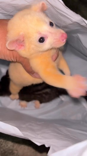 6K views · 64 reactions | nemu anak musang | Inspektur Ladusing | Facebook