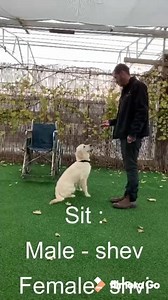 175K views · 1.7K reactions | What are some of the things an MSAR / Isreali Dog School Elite mobility assistance dog can do ...... here is one of the pups in training. MSAR / Courageous Companions and Isreali Dog School changing lives one dog at a time ........ | MSAR - Service Dogs | Facebook