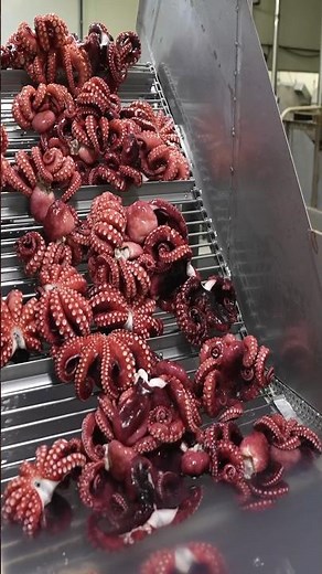 Giant Octopus!!! Process of processing 10 tons of octopus per day into frozen food in Japan.