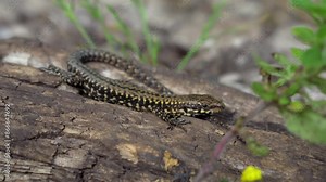 Common wall lizard on a log basking in the English sun. Podarcis Muralis species found near Bristol's suspension bridge, UK. 4K detailed close up of a reptile.