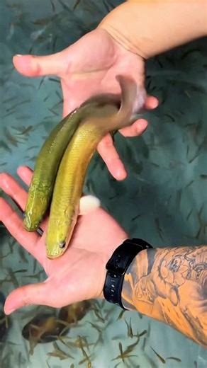 Very beautiful cute baby Arapaima fish 🐙 #arapaima #fishing #mrfish #trending #aquaticpets ￼