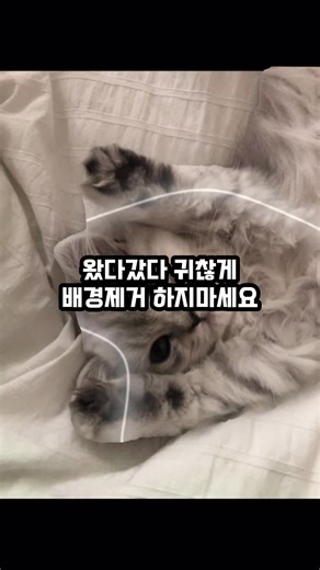배경제거 완전 쉽게 할 수 있는 어플 추천💕 #배경제거 #누끼따기 #스마트ai #epik #아이폰누끼 #추천떠라 #추천추천추천추천추천추천추천추천추천추천 @EPIK