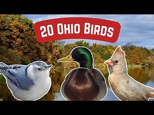 Common Birds In Ohio | 20 Sensational Bird Species