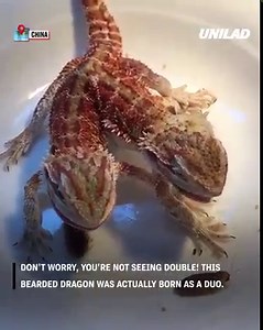 This is how a two-headed bearded dragon moves and eats 😮🦎 | GOODLAD