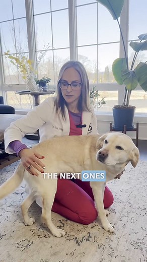 Where are your dog's lymph nodes? 👀⁠ ⁠ When a patient comes in, and we're talking about lymphoma, or if they've happened to relapse from lymphoma, I get asked, "Where are my dog's lymph nodes?" 🐶⁠ ⁠ So, I wanted to make this reel to show you where they are! Dogs' lymph nodes can be found in four areas. Keep watching to learn where to find them.⁠ ⁠ Did you know where these were? 😂 | Dr Sue Cancer Vet