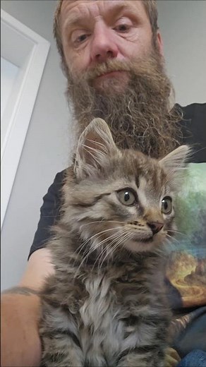 More kittens have joined the cat family