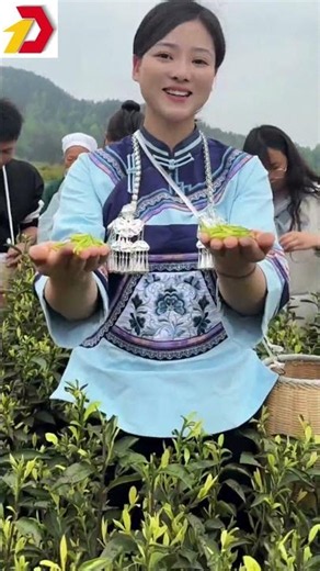 Khi Nào Dùng Máy, Khi Nào Hái Tay? | Machine vs. Hand Plucking Tea: When & Why? #shorts #chainsaw