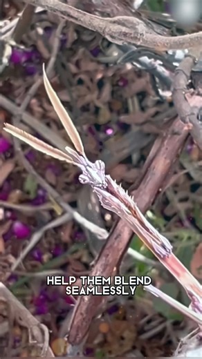 "Meet the conehead mantis: nature’s alien with its unique appearance and incredible hunting skills. 🦗👽" #ConeheadMantis #UniqueInsects #WildlifeWonders #NatureFacts #FYP | intellectra