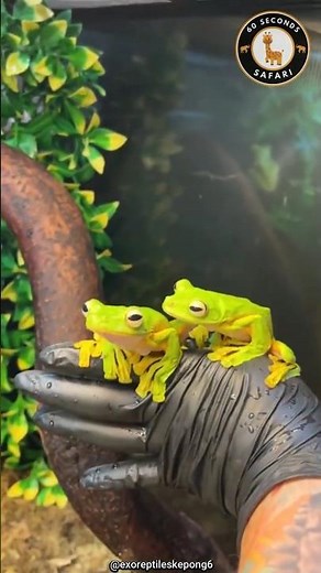 Wallace’s Flying Frog 🐸 The Frog That Can Glide Through the Air!