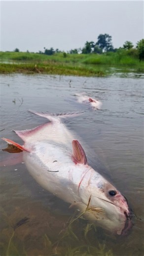 Amazing Big Stuck Pangasius Fishing Video #fishing #fish #video #viral #shorts