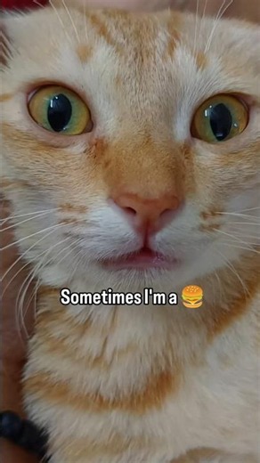 If cats could sing 😹 #trends #funnyanimal #fypシ゚viral #trendingnow #funnymemes #catsong #crazy #song