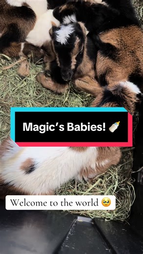 Magic Welcomes Newborn Goat Kids on Their Due Date