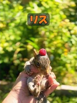 Why are squirrels not afraid of humans? #animals #animalproduction #animals #nature #healing