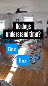 44K views · 7.7K reactions | Do dogs “live in the moment” as many folks believe? Or do they have a conception of time? Here’s an example of Parker demonstrating a conception of time and series of events. . Want to start your button journey? Follow @puppyparkerposey and comment BUTTONS for all the details. . . . #talkingdog #aic #fluentpet #dogcognition #dogtime | Puppy Parker Posey | Facebook