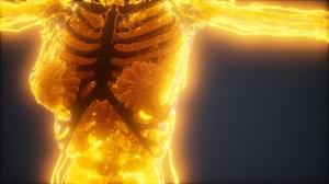 Colorful Human Body animation showing bones and organs