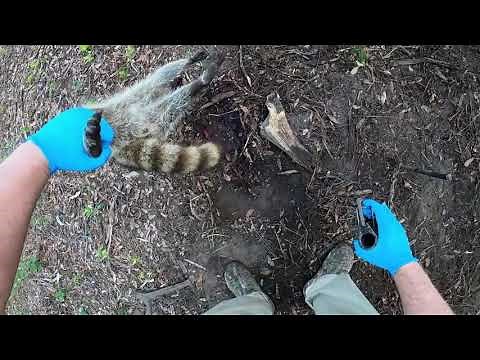 How to set the Duke Dog Proof Trap without a Tool. Plus another Raccoon catch.#Dukedogprooftrap.