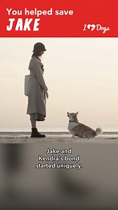 11K views · 140 reactions |  From Craigslist to critical care, Jake the puppy faces a major health challenge. | iHeartDogs | Facebook