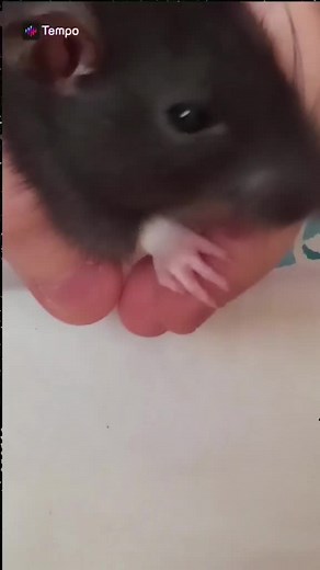 #Tempo-Music Video Maker