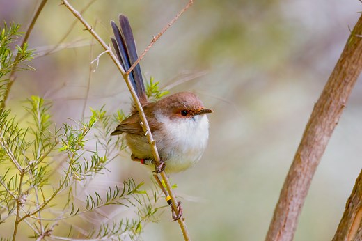 Under her wing: thirty years observing the secret lives of superb fairy wrens