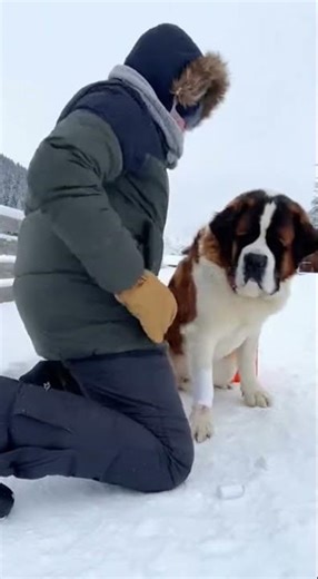 Man Rescues Brave St. Bernard in the Snow