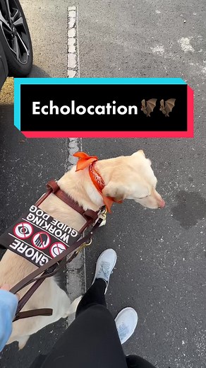 The Power of Echolocation for Blind Individuals