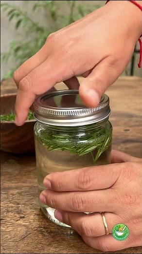 How to make homemade rosemary alcohol for knee pain