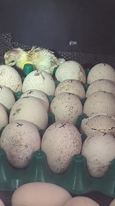 1.1K views · 24 reactions | Bourbon red turkey hatching eggs available and poults. Fertility is great. Pm. | Cajun Creek Farm | Facebook