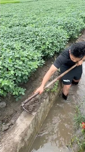 💦Efficient Ditch Cleaning! How Farmers Drain Fields Fast！