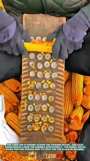 Shelling Corn Kernels Manually – Satisfying Jobs and Machinery in the World