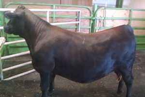 Crossbreeding Jersey cows with a beef sire increases the value of crossbred Jersey calves compared with purebred Jersey steers when raised for beef production