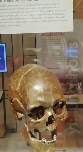 HOMBRE DE TEPEXPAN MUSEO DEL MAMUT