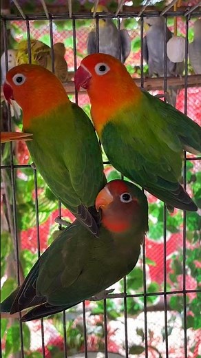 Lovebirds singing and chirping sounds 💖🦜 #lovebirds #parrot