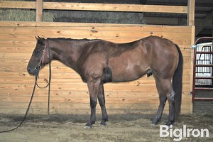 LITTLE BONNY HAYES 5 YO Gelding | Livestock