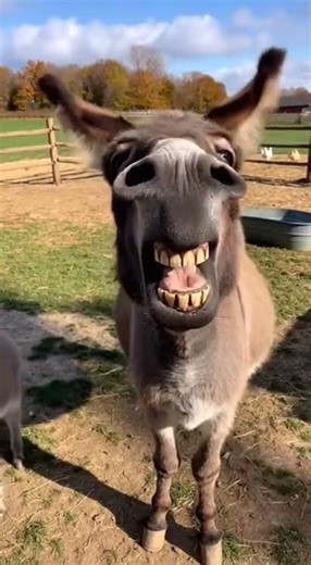 How Beautifull my donkey is smiling❤😂 #babydonkey #donkeyfarm #shorts