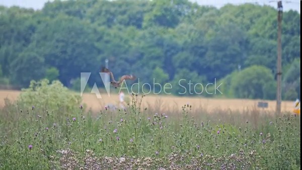 Buzzard in flight near city areas and power lines, hunting for its next meal. Captured with a telephoto lens on a cloudy day, with a backdrop of overcast skies.