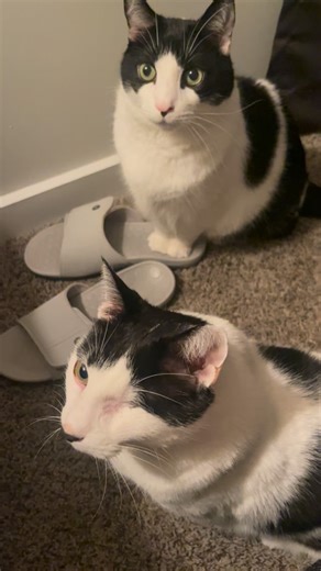 Will you? 🤣😵‍💫🤘 #poorlymadecatmemes #catmemes #catmemesdaily #cat #kitten #instacat #catmemesarethebest #memecat #cats #sillycats #catpics #funnycatmemes #cursedcats #catlover #catsofinstagram #chonkycats #catoftheday #catlife #catlovers #chonkycat #memecats #cats #memes #memepage #catreel #reel #catvideo #catdad | Poorly Made Cat Memes