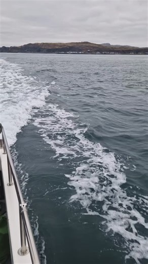 Amazing Bottlenose dolphins on our 2hr Corryvreckan wildlife tour this morning. A highlight to the trip which also included otters, red deer, eagles and seal pups 🦦🐬🦭🦅 | Seafari Adventures (Oban)