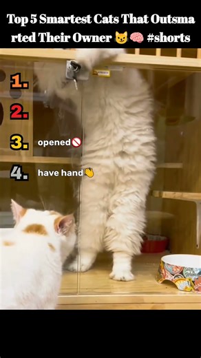 Top 4 Smartest Cats That Outsmarted Their Owners 😼🧠 #shorts #funny #cat #SmartCats