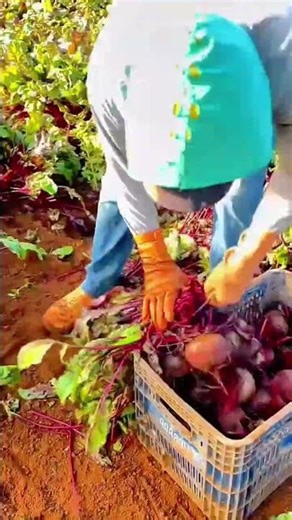 Farmer Harvesting Fresh Red Beets From Fertile Field Soil