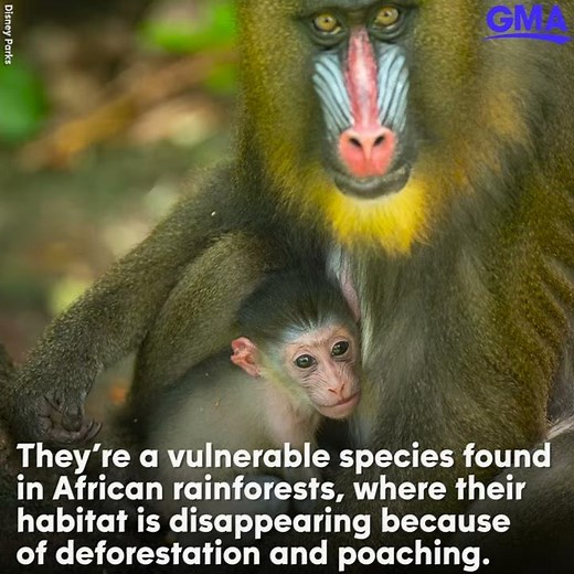 How Disney Parks are protecting these adorable endangered mandrills