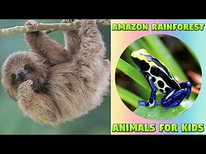 Amazon Rainforest Animals and Sounds - Educational Animal Video #animalnames #amazonanimals