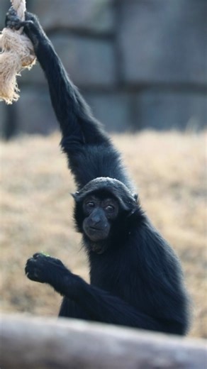 Who else could spend hours just watching our siamang family? 💛 Our Exhibits team recently built a brand-new climbing structure for our siamangs in their outdoor habitat! Siamangs are a species of lesser ape often found high above the ground. They’re specially adapted for brachiation, a form of movement where they swing through their environment using their long, powerful arms. Watch the video to see our troop explore the completed structure for the very first time! This new addition provides ev