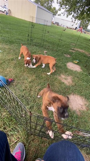 2.5K views · 132 reactions | Two lovely pet babies and one show prospect puppy available. Pm for information | Camp's Casino Boxers | Facebook