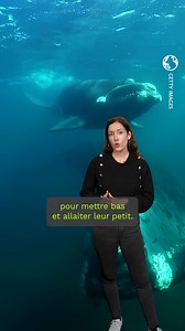 L'Antarctique, le garde-manger des baleines ! 🐋 Chaque année, des milliers de baleines à fanons, comme les baleines à bosse, les rorquals communs, les petits rorquals, et les baleines bleues entreprennent une longue migration vers l’Antarctique. La raison ? Se gaver de nourriture. "L’été austral en Antarctique déclenche une intense production primaire, favorisant une prolifération massive de krill, un crustacé essentiel à la survie de toute la faune marine locale, explique Rodrigo Rocha, biolog