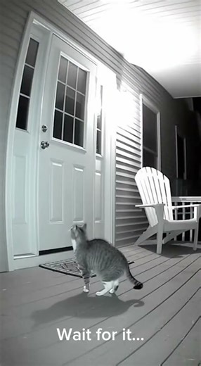 Cat= Massive Explosion #youtubeshorts #animals #explosion