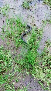 1.5M views · 6.9K reactions | Amazing Mud Fishing Spot  | Fishing Camp | Facebook