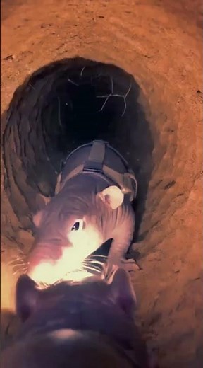 Hidden Life of Rats Caught on Camera \\ #aigenerated #aishorts
