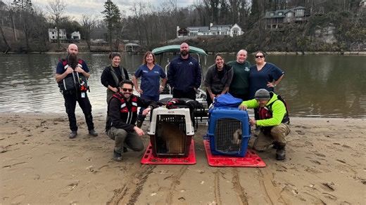Abandoned pigs rescued on Tennessee’s Looney Islands